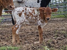 Tipsy Bull Calf