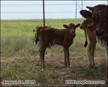 Xanadu Bull Calf